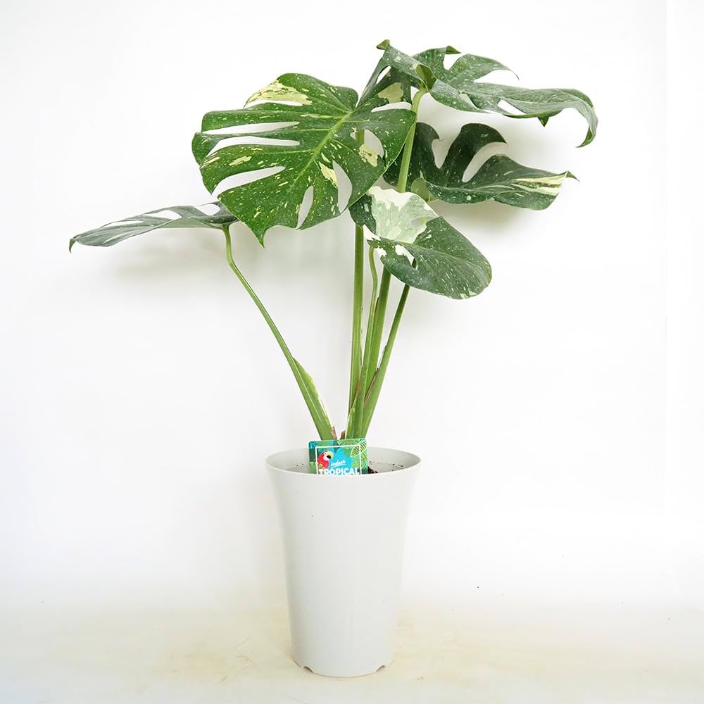 巨大モンステラ 茎 cm No.6 Amazon｜ITANSE モンステラ タイコンステレーション 6号 1